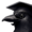Mein Avatar für die Krähe mit Hut. Man sieht eine Krähe mit einem Doktorhut.